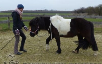 17 Gründe,warum DU im Pferde-Training (zunächst) rückwärts laufen solltest