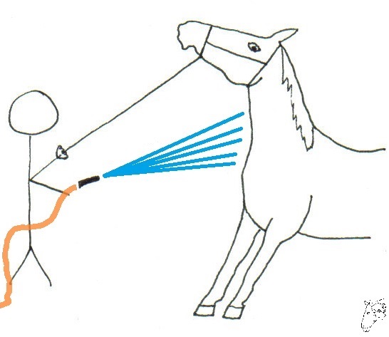 Warum dein Pferd sich losreißt