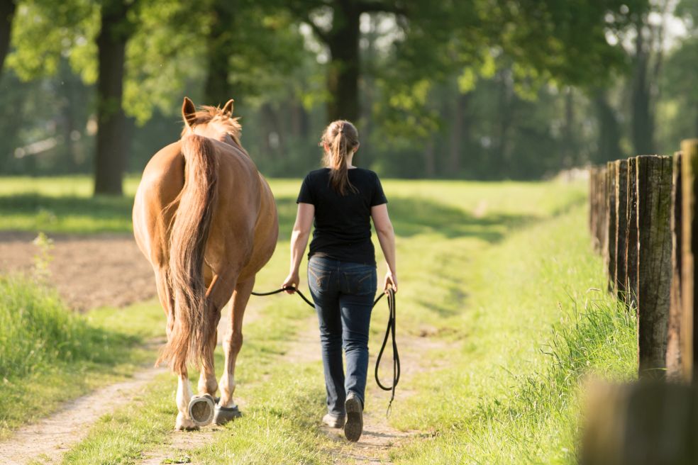 Online Kurs Pferde sicher führen - Linda Schüller