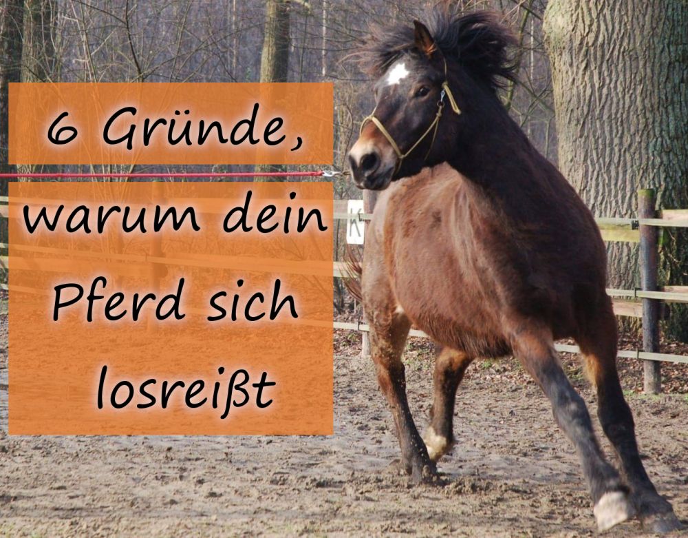 Warum dein Pferd sich losreißt